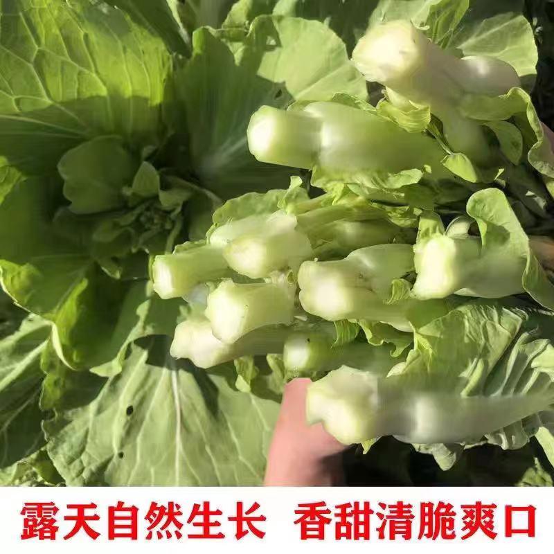 白菜苔产地一手货源，保质保量，价格便宜，需要的联系。