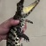 30/40公分鳄鱼苗