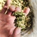 苦瓜苦瓜干苦瓜片苦瓜干片精品电烤无硫安全健康