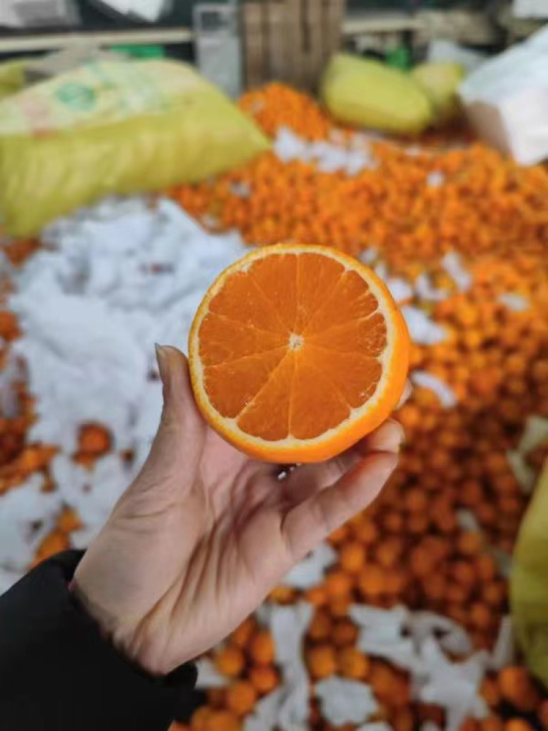 正宗广西沃柑，果甜汁多视频看货欢迎来电咨询