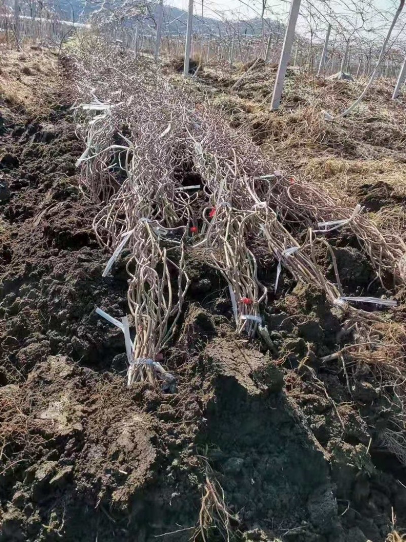 软枣猕猴桃苗龙城二号魁绿抗寒品种东北户外自然过冬