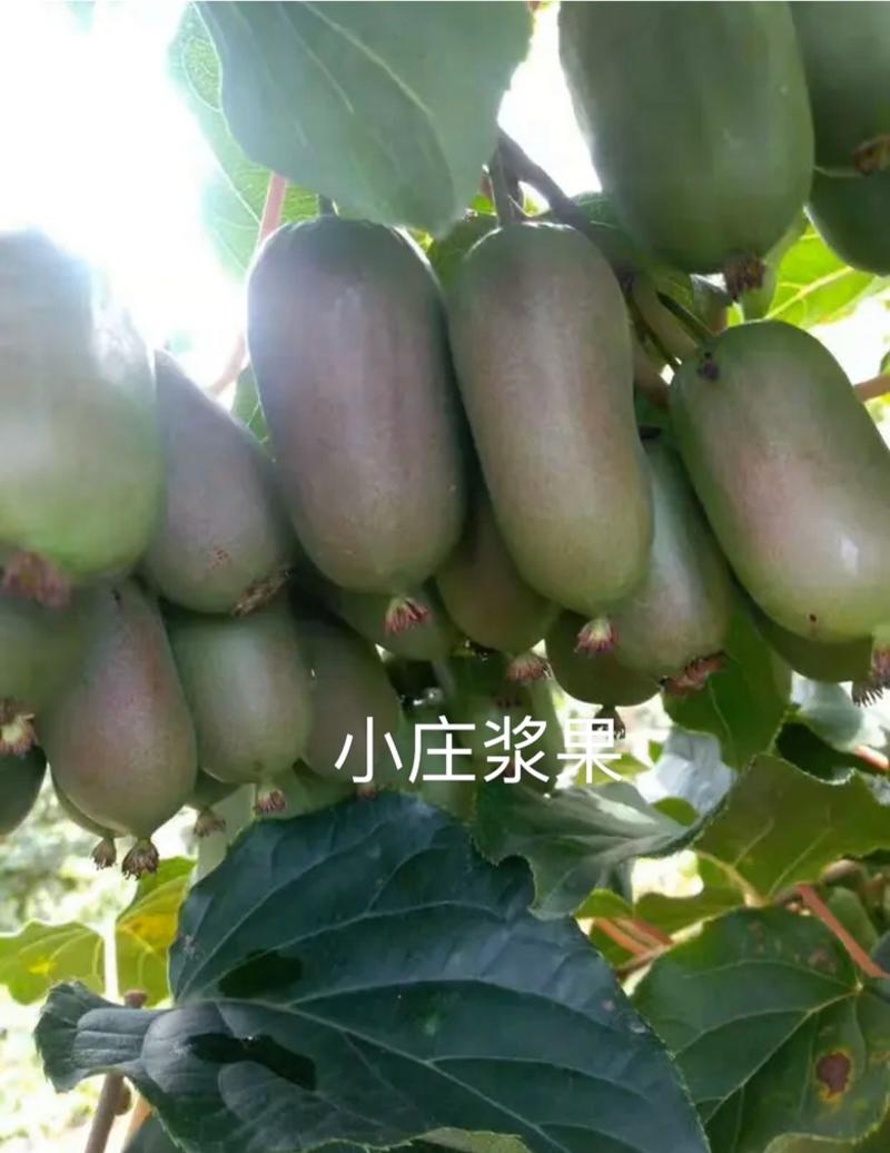 软枣猕猴桃苗龙城二号魁绿抗寒品种东北户外自然过冬