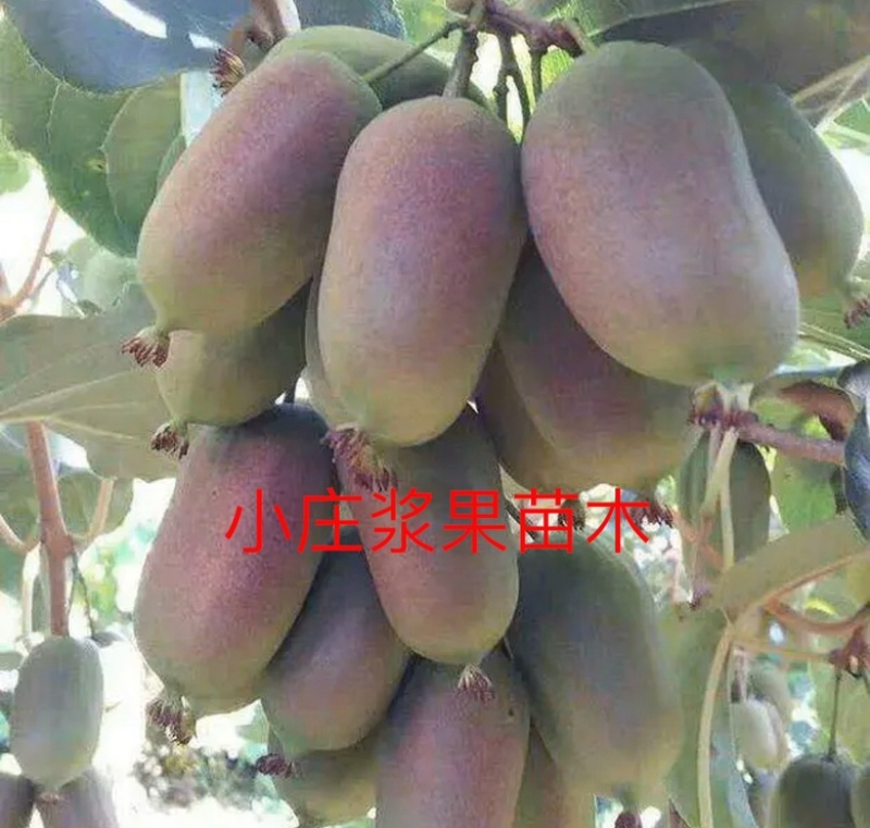 软枣猕猴桃苗龙城二号魁绿抗寒品种东北户外自然过冬