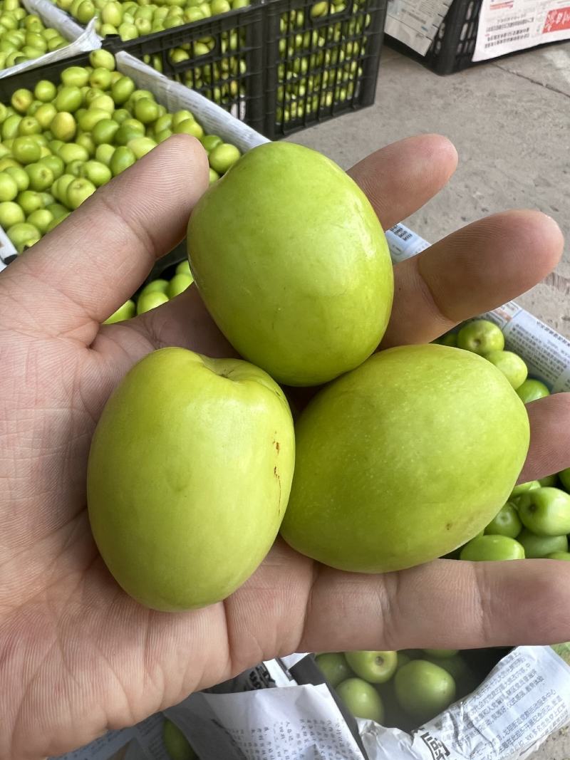 青枣牛奶枣珍珠枣蜜枣供应电商一手代办
