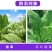 10%混合脂肪酸辣椒黄瓜烟草西瓜花叶病毒病杀菌剂