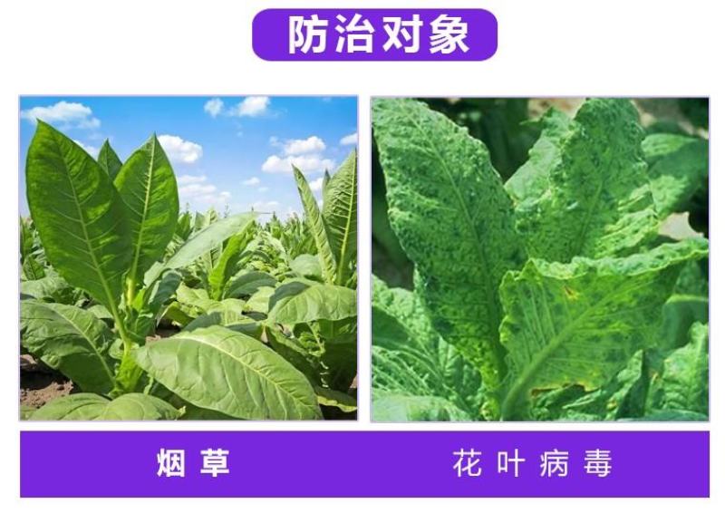 10%混合脂肪酸辣椒黄瓜烟草西瓜花叶病毒病杀菌剂