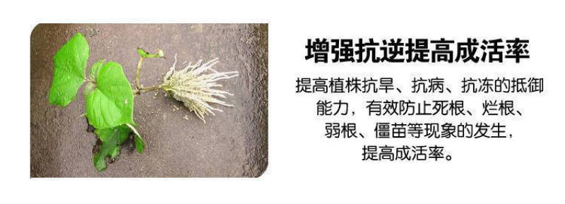 活菌生根壮苗剂生根剂壮秧扦插移栽促生长促生根抗病