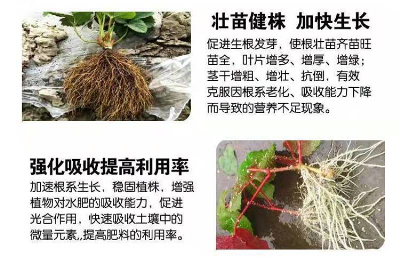 活菌生根壮苗剂生根剂壮秧扦插移栽促生长促生根抗病