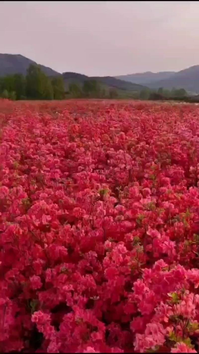 映山红杜鹃批发基地一手货源，花海专用，欢迎来基地参观考察