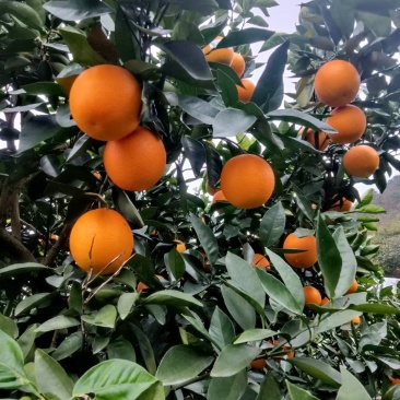 湖南江永夏橙大量上市中，需要的老板联系