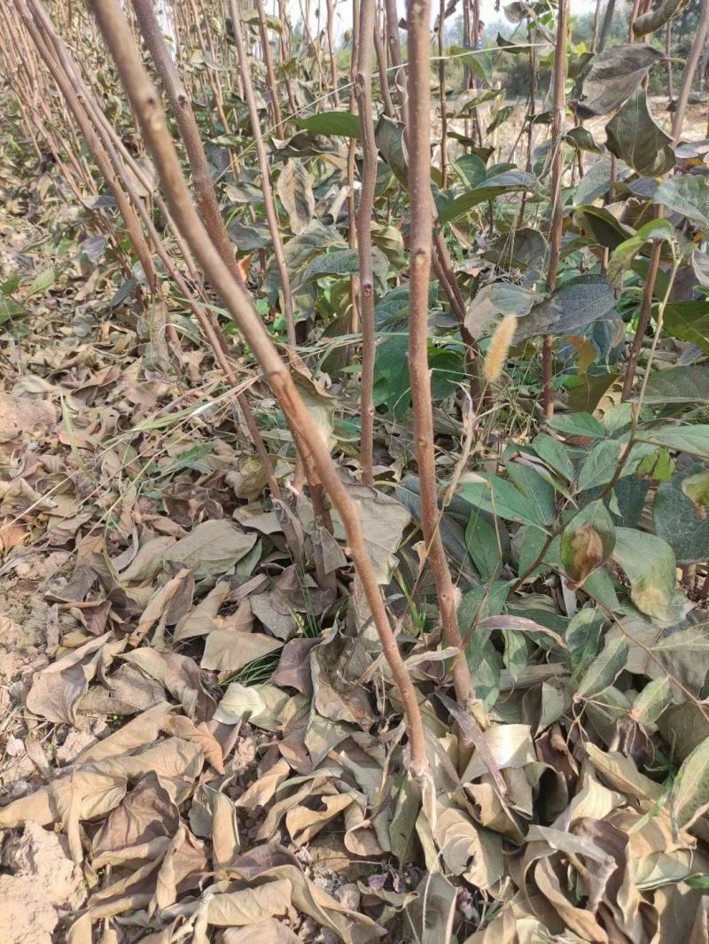 柿子树苗