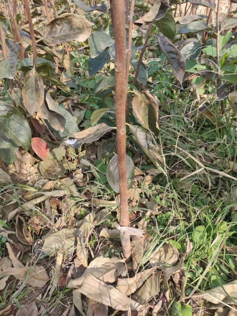柿子树苗