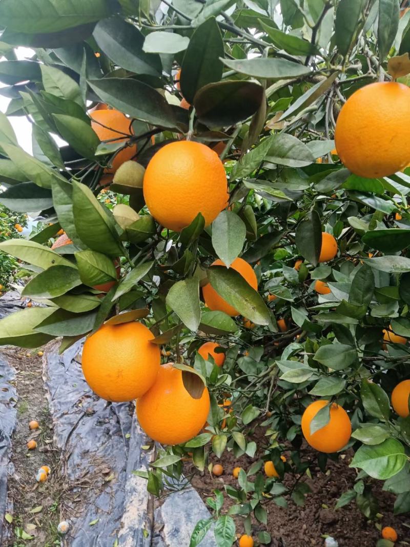 湖南江永夏橙大量上市中，需要的老板联系