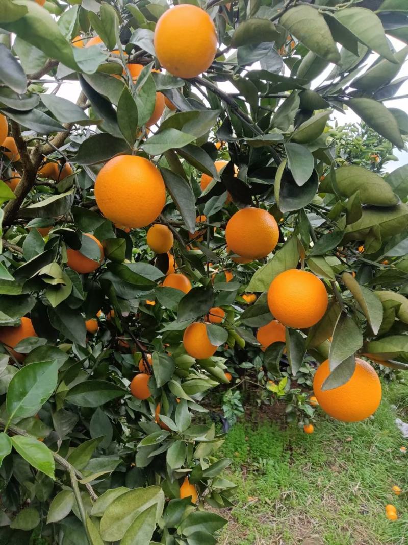 湖南江永夏橙大量上市中，需要的老板联系