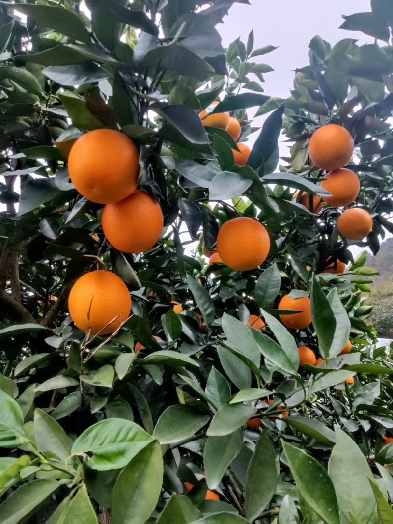 湖南江永夏橙大量上市中，需要的老板联系