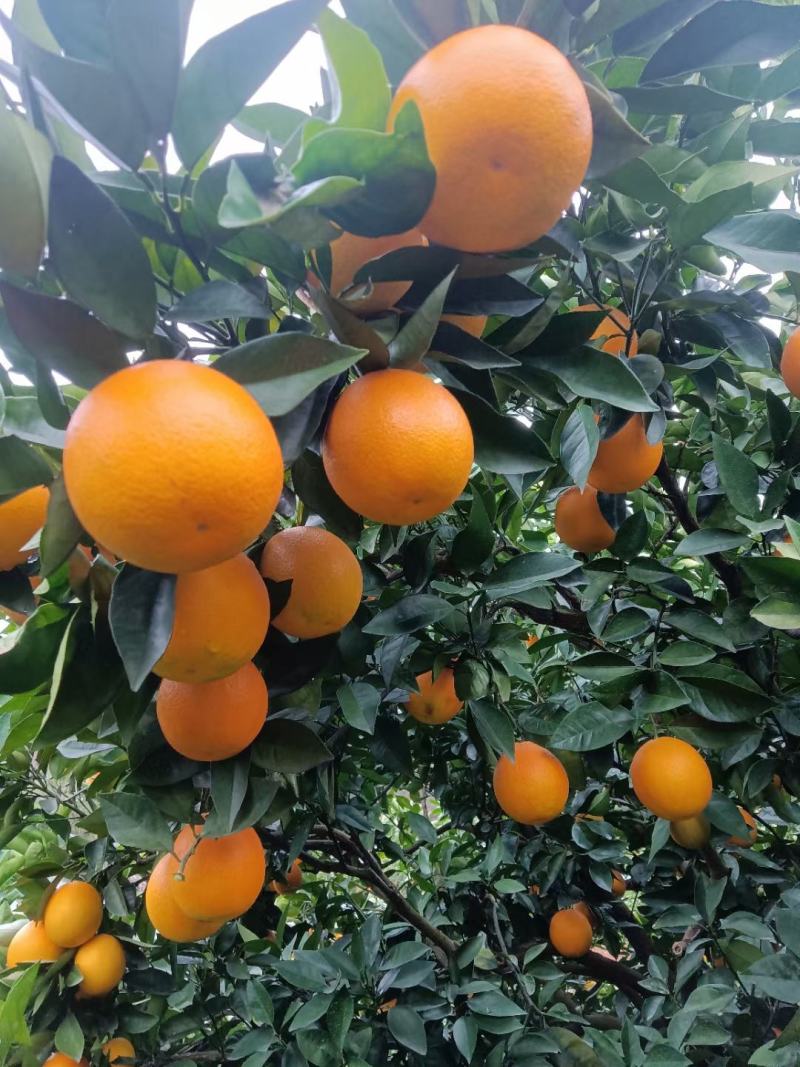 湖南江永夏橙大量上市中，需要的老板联系