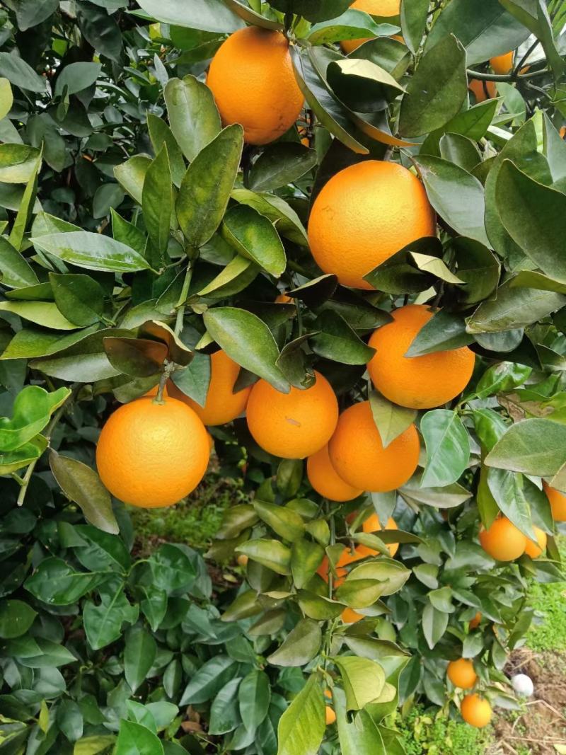 湖南江永夏橙大量上市中，需要的老板联系