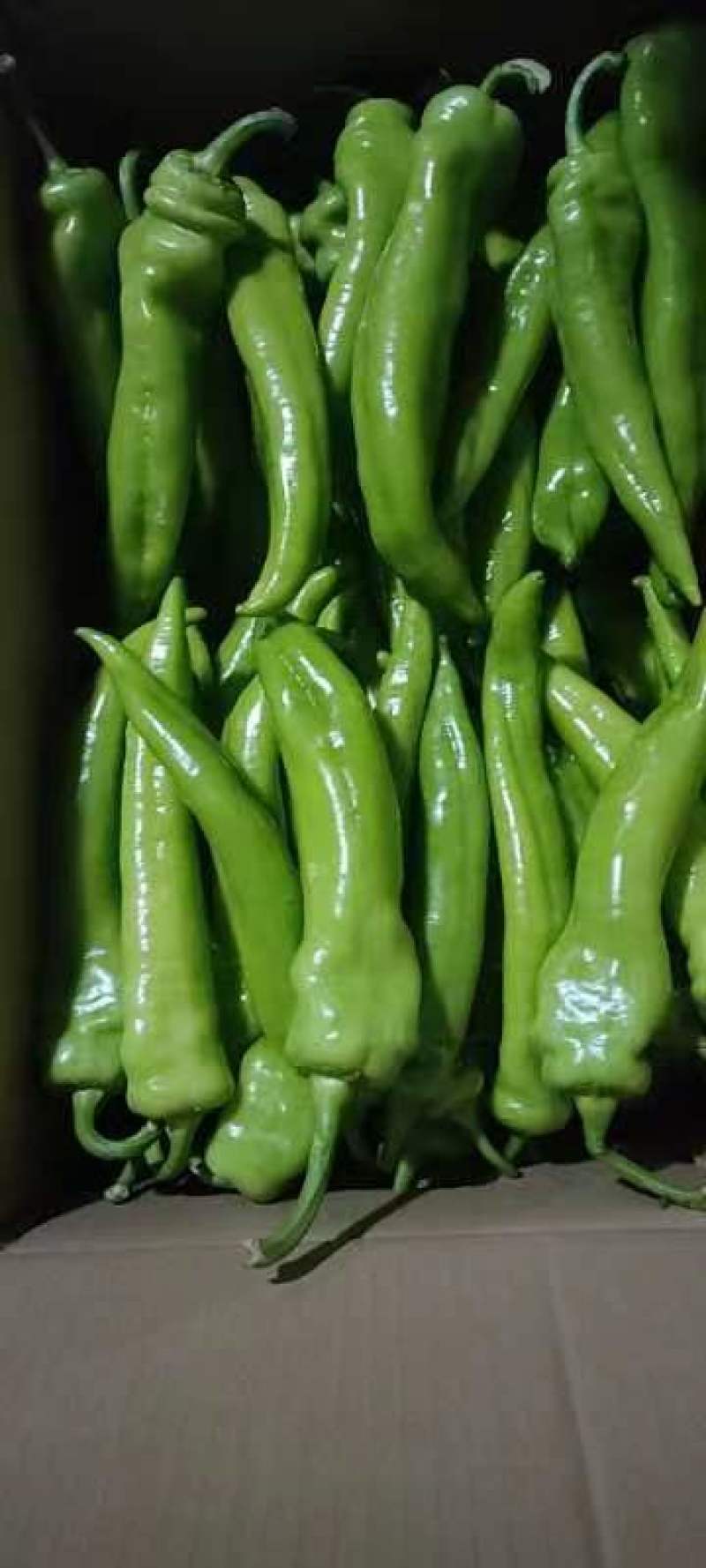 黄皮尖椒，泡椒，螺丝椒等各种辣椒产地，保质保量