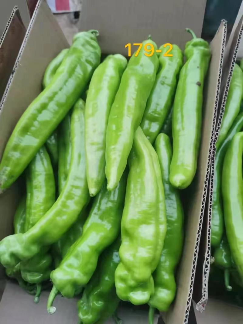 黄皮尖椒，泡椒，螺丝椒等各种辣椒产地，保质保量
