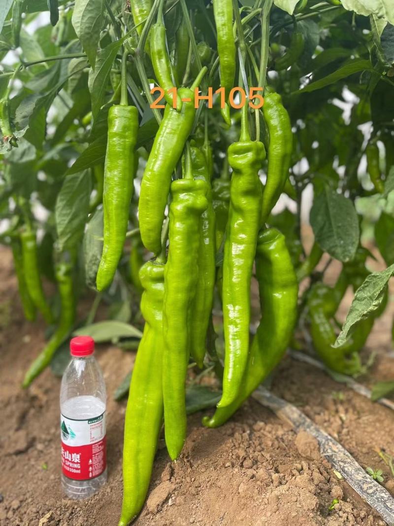 黄皮尖椒，泡椒，螺丝椒等各种辣椒产地，保质保量
