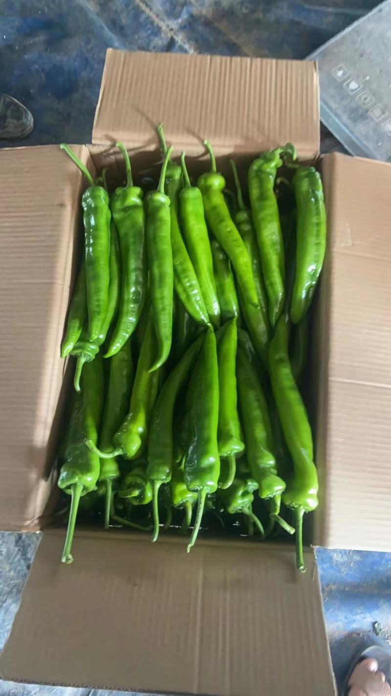 黄皮椒，尖椒，螺丝椒，泡椒，线椒等，保质保量，货源充足