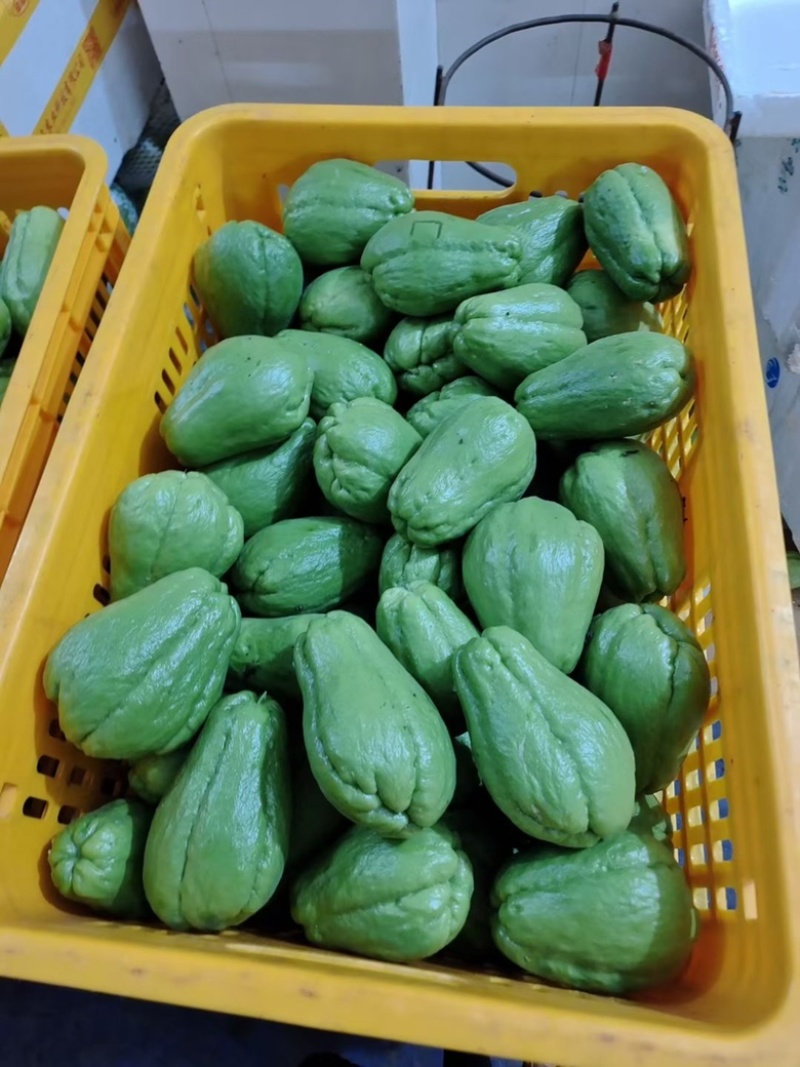 湛江佛手专业代办量大从优一条龙代发全国欢迎致电联系