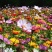 波斯菊格桑花种子籽易活阳台庭院花卉波斯菊种子绿化室外耐热