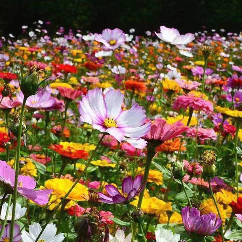 波斯菊格桑花种子籽易活阳台庭院花卉波斯菊种子绿化室外耐热