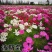 波斯菊格桑花种子籽易活阳台庭院花卉波斯菊种子绿化室外耐热