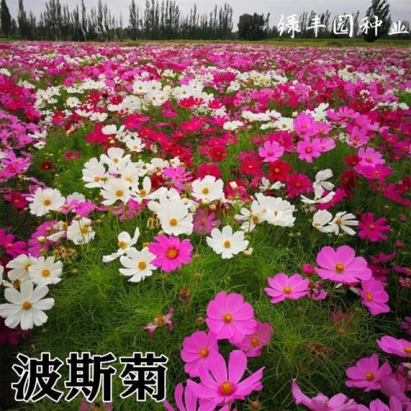 波斯菊格桑花种子籽易活阳台庭院花卉波斯菊种子绿化室外耐热