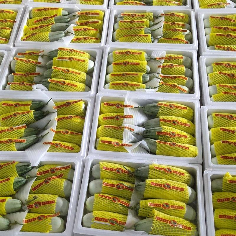 博洋61甜瓜山东一手货源产地代收新鲜采摘可视频拿货电联