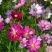波斯菊格桑花种子籽易活阳台庭院花卉波斯菊种子绿化室外耐热