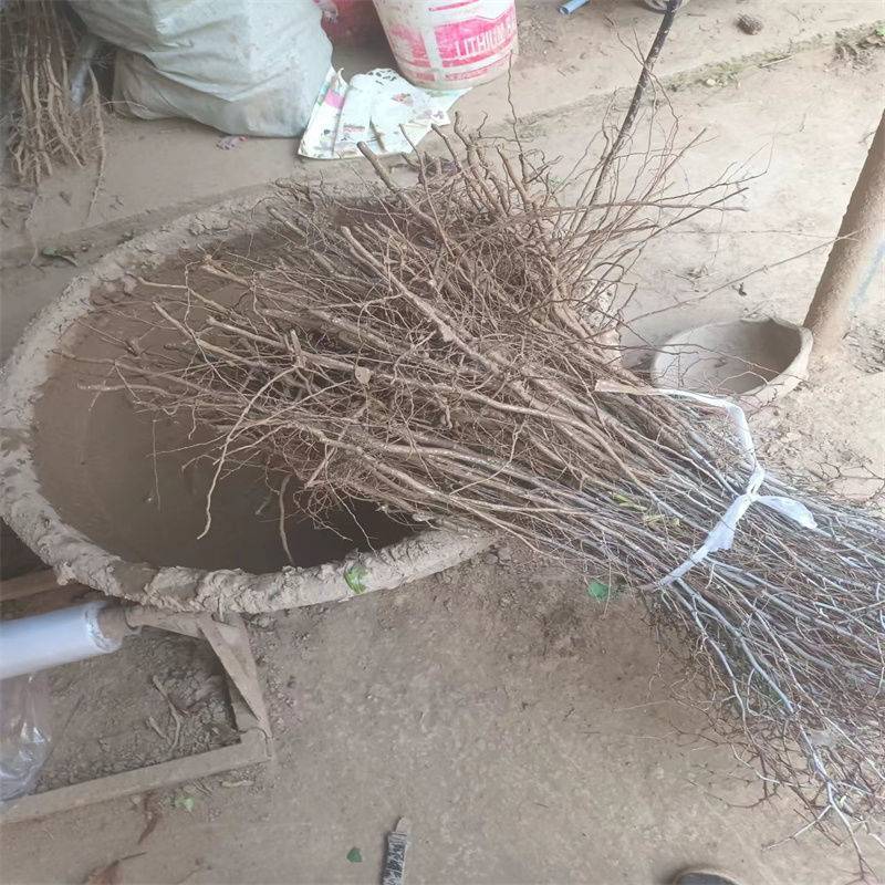 晋酸3号高产药用双仁酸枣苗野生山枣苗南北方种植盆地栽当年