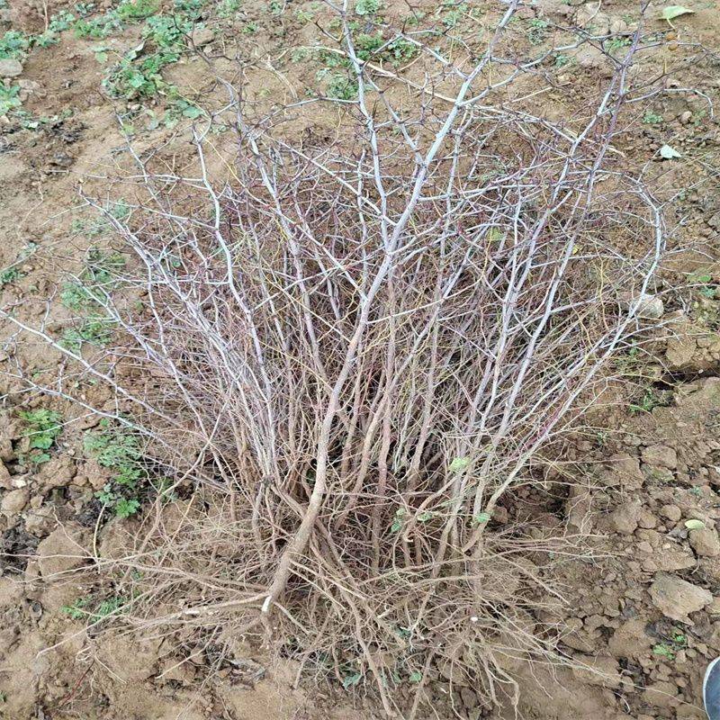 晋酸3号高产药用双仁酸枣苗野生山枣苗南北方种植盆地栽当年