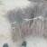 晋酸3号高产药用双仁酸枣苗野生山枣苗南北方种植盆地栽当年