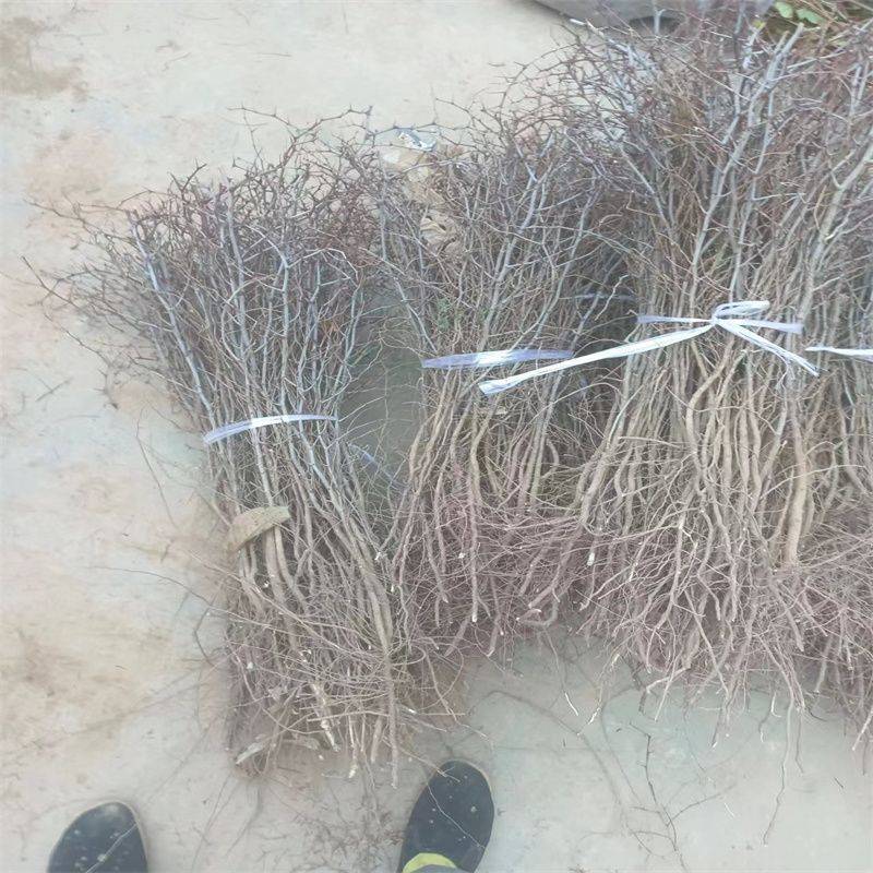 晋酸3号高产药用双仁酸枣苗野生山枣苗南北方种植盆地栽当年