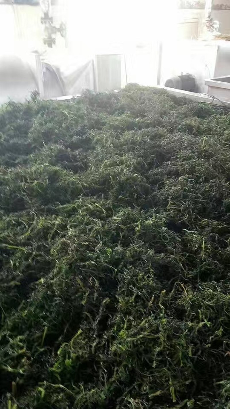 脱水烘干灰灰菜大量批发，质优价不高
