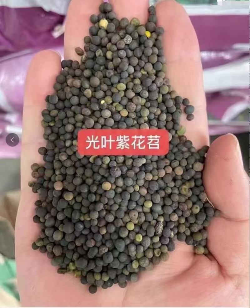 果园绿肥种子光叶紫花苕长柔毛野豌豆毛苕子养蜂蜜源植物厂家