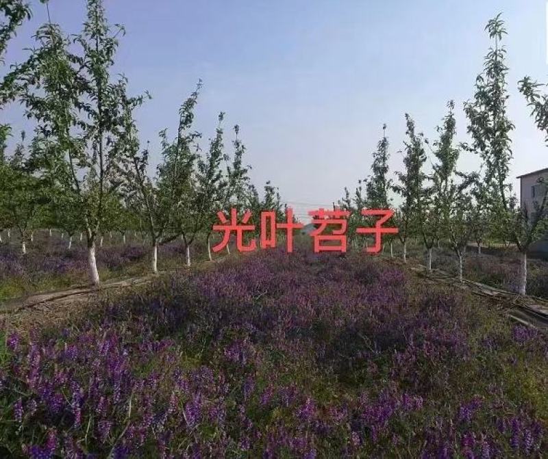 果园绿肥种子光叶紫花苕长柔毛野豌豆毛苕子养蜂蜜源植物厂家