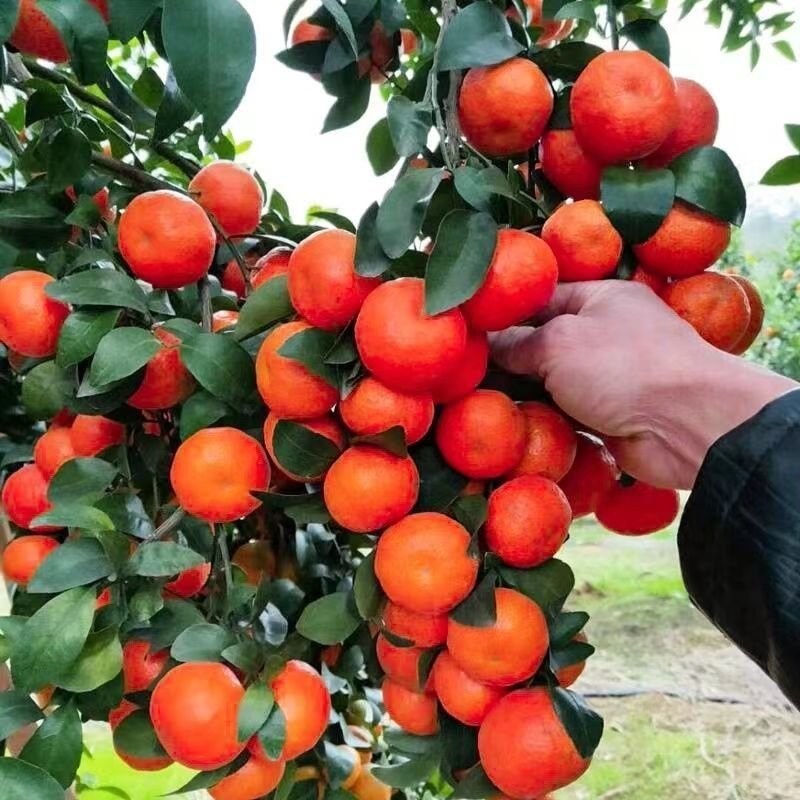 【优质热卖】金秋砂糖橘苗，皮薄无籽，脆蜜金柑苗，基地直。