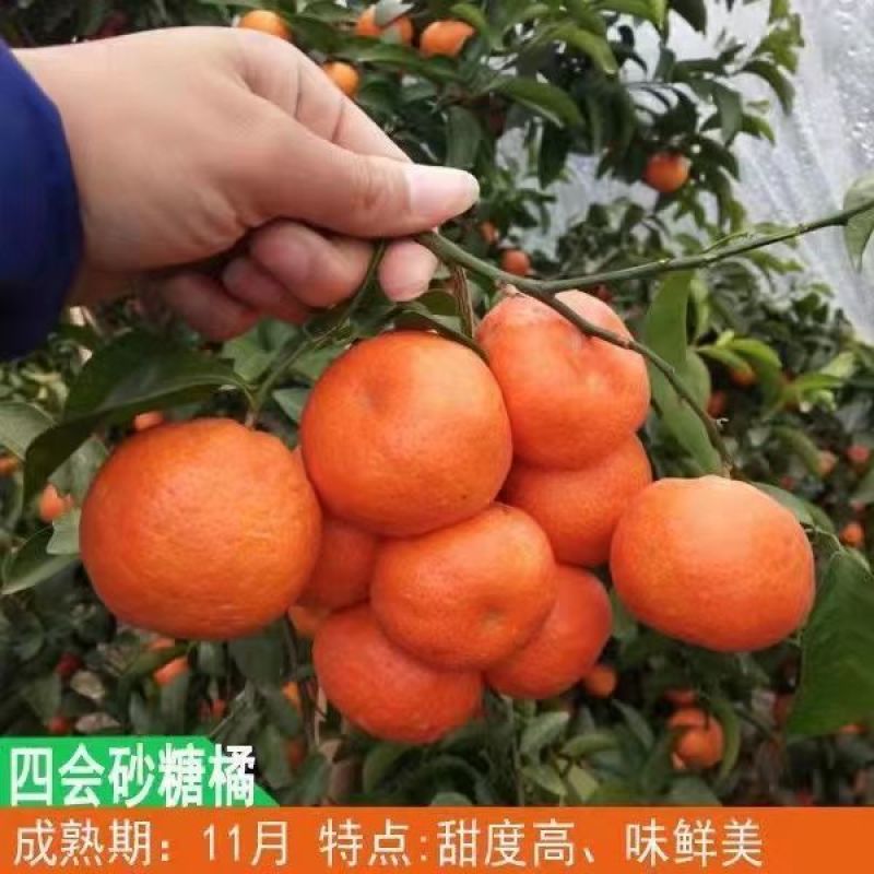 【优质热卖】金秋砂糖橘苗，皮薄无籽，脆蜜金柑苗，基地直。
