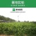 【优质热卖】金秋砂糖橘苗，皮薄无籽，脆蜜金柑苗，基地直。