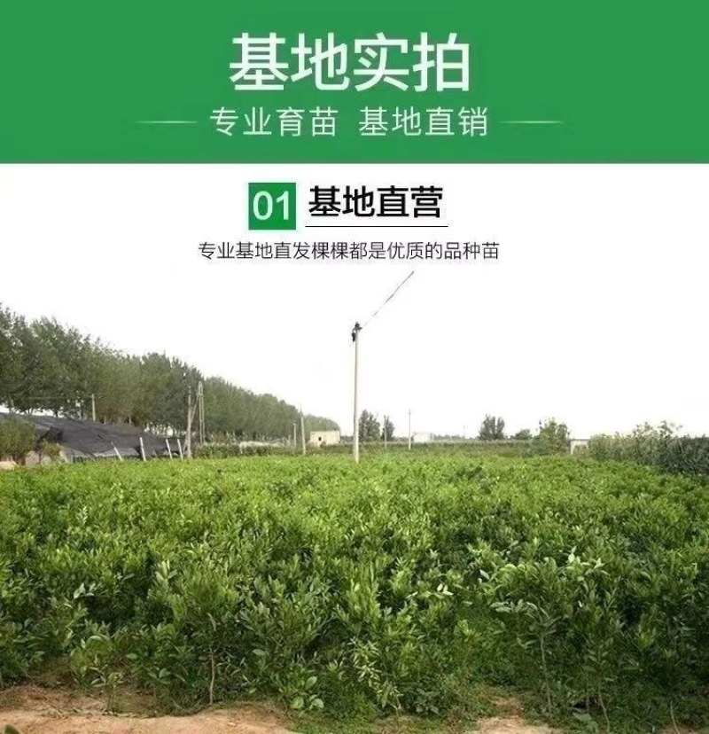 【优质热卖】金秋砂糖橘苗，皮薄无籽，脆蜜金柑苗，基地直。