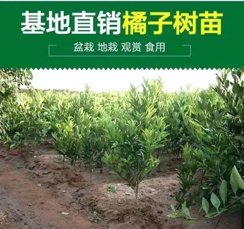 【优质热卖】金秋砂糖橘苗，皮薄无籽，脆蜜金柑苗，基地直。