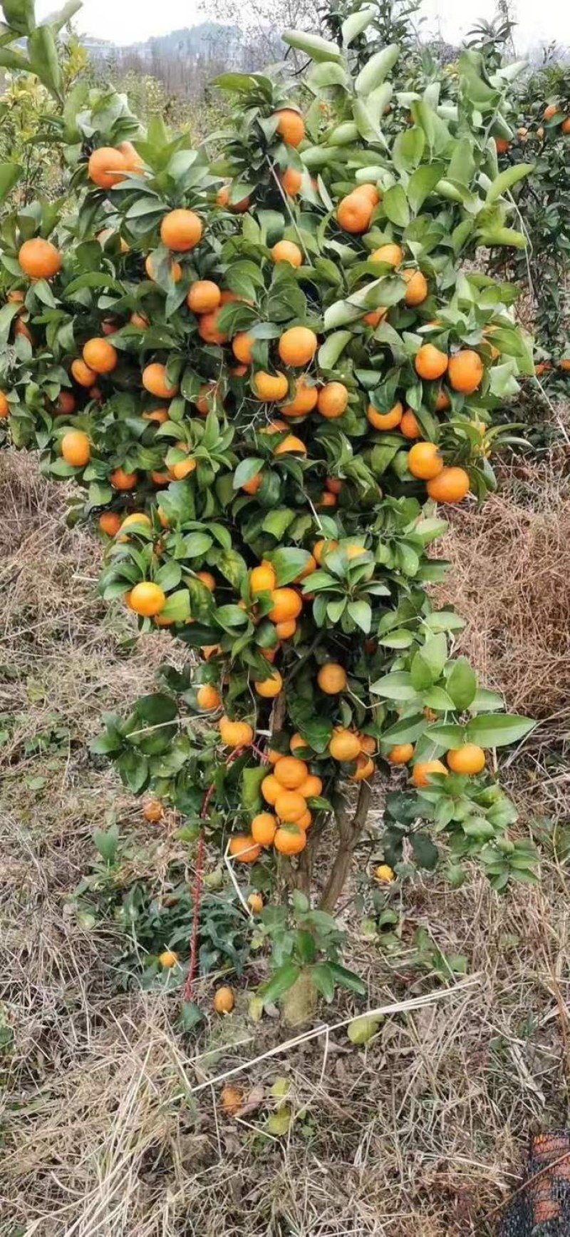 【优质热卖】金秋砂糖橘苗，皮薄无籽，脆蜜金柑苗，基地直。