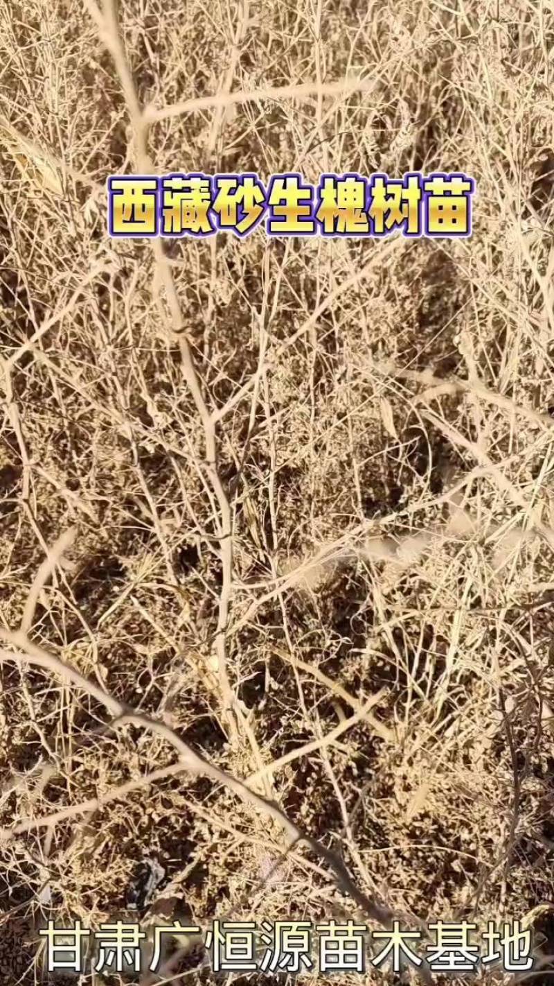 西藏砂生槐树苗一年生砂生槐品种纯正质优价廉
