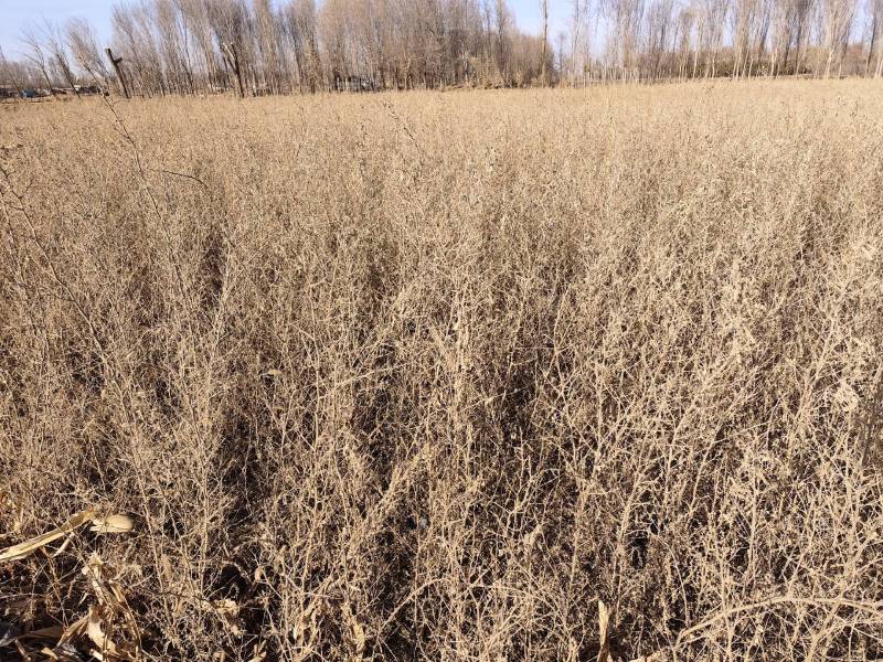 西藏砂生槐树苗一年生砂生槐品种纯正质优价廉
