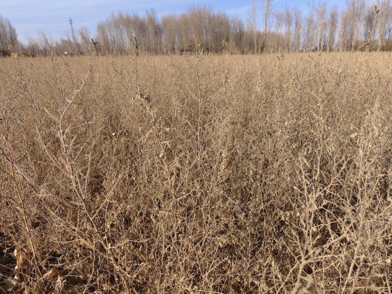 西藏砂生槐树苗一年生砂生槐品种纯正质优价廉