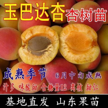 铁巴达杏子苗嫁接玉巴达杏子树苗早熟杏树苗南北方种植