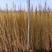 供应梭梭苗一年生梭梭树苗苗圃销售质优价廉